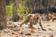 Bengal tiger cub looking for something to stalk in Bandhavgarh National Park poster print.