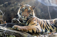 Bengal tiger resting on a rock in Bandhavgarh National Park poster print by Ellen Goff.