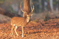 Portrait of a spotted deer with velvet antlers in Kanha National Park