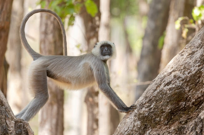 Langur resting in trees poster print by Ellen Goff