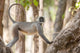 Langur resting in trees poster print by Ellen Goff