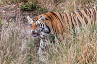 Young Bengal tiger walking through grass poster print.
