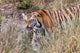 Young Bengal tiger walking through grass poster print.