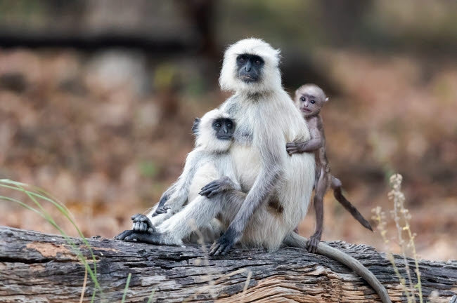 Portrait of a Northern Plains Langur Family sitting on a log at Kanha National Park.