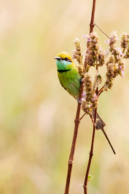 Green Bee-Eater perched on a grass stem in Kanha National Park poster print by Ellen Goff.