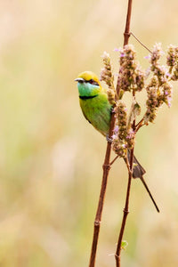 Green Bee-Eater perched on a grass stem in Kanha National Park poster print by Ellen Goff.