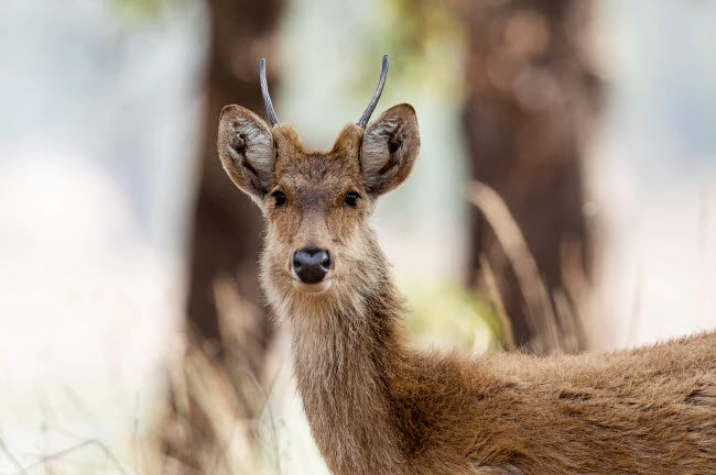 Headshot of a young male barasingha in Kanha National Park poster print by Ellen Goff.