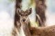 Headshot of a young male barasingha in Kanha National Park poster print by Ellen Goff.