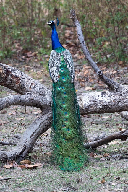 Male Indian Peafowl perched in Kanha National Park Poster Print by Ellen Goff