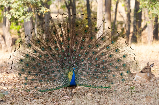 Male Indian Peafowl displaying feathers in Kanha National Park Poster Print by Ellen Goff