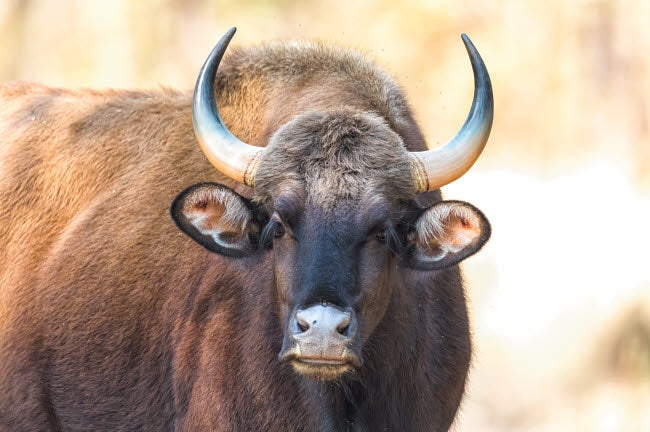 Gaur cow portrait poster print from Kanha National Park by Ellen Goff