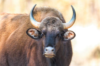Gaur cow portrait poster print from Kanha National Park by Ellen Goff