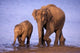 Pair of Asian Elephants in Nagarhole National Park Poster Print by Gavriel Jecan