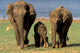 Asian Elephant Family Poster Print at Nagarhole National Park by Gavriel Jecan