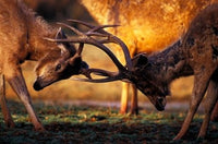 Barasingha in Khana National Park, India Poster Print by Gavriel Jecan