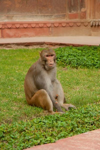 Monkey Poster Print from Uttar Pradesh, India by Inger Hogstrom