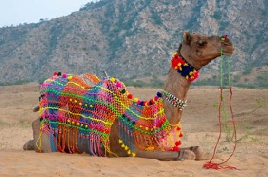 Brightly decorated camel from Pushkar, Rajasthan poster print.