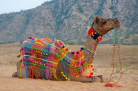 Brightly decorated camel from Pushkar, Rajasthan poster print.