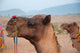 Close-up of a camel in Pushkar, Rajasthan, India - Poster Print