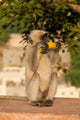 Langur Monkey holding a banana at Amber Fort, Jaipur, Rajasthan, India - Poster Print
