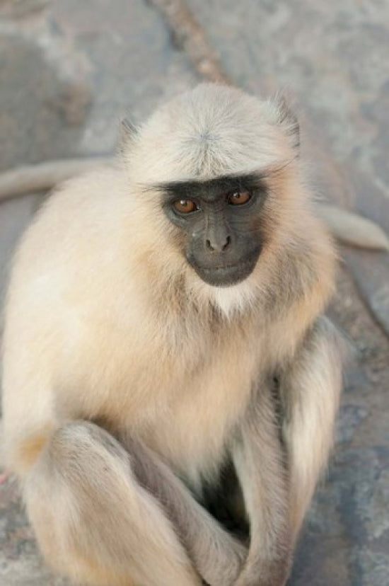 Langur Monkey Poster Print featuring Amber Fort, Jaipur, Rajasthan