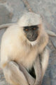 Langur Monkey Poster Print featuring Amber Fort, Jaipur, Rajasthan