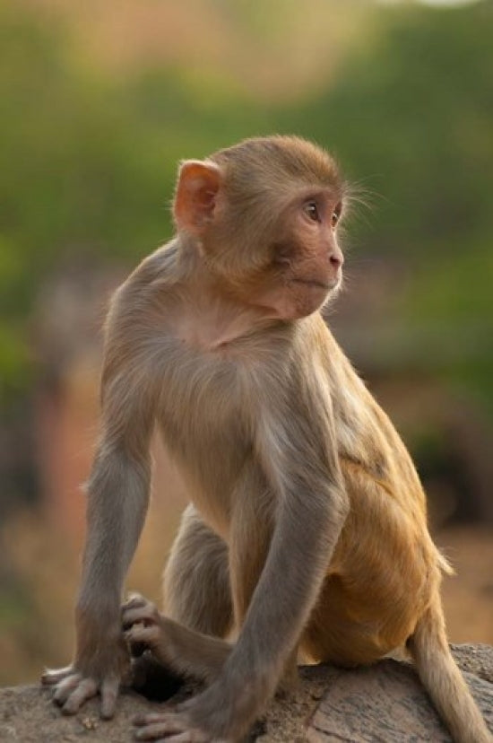 Young Rhesus monkey poster print from Monkey Temple in Jaipur, Rajasthan, India.