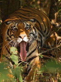 Bengal Tiger Poster Print showcasing the majestic tiger in Bandhavgarh, India.