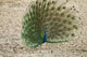 Indian Peafowl Poster Print by Joe & Mary Ann McDonald showcasing vibrant colors and details