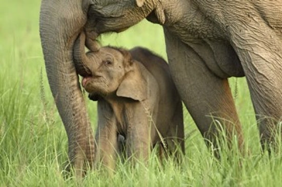 Elephant and Young fine art print from Corbett National Park, India