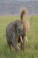 Elephant dust bath in Corbett National Park, India Poster Print by Jagdeep Rajput