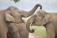 Elephants Play Fighting Poster Print from Corbett National Park, India.