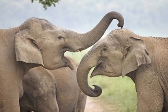 Elephants Play Fighting Poster Print by Jagdeep Rajput