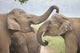 Elephants Play Fighting Poster Print by Jagdeep Rajput