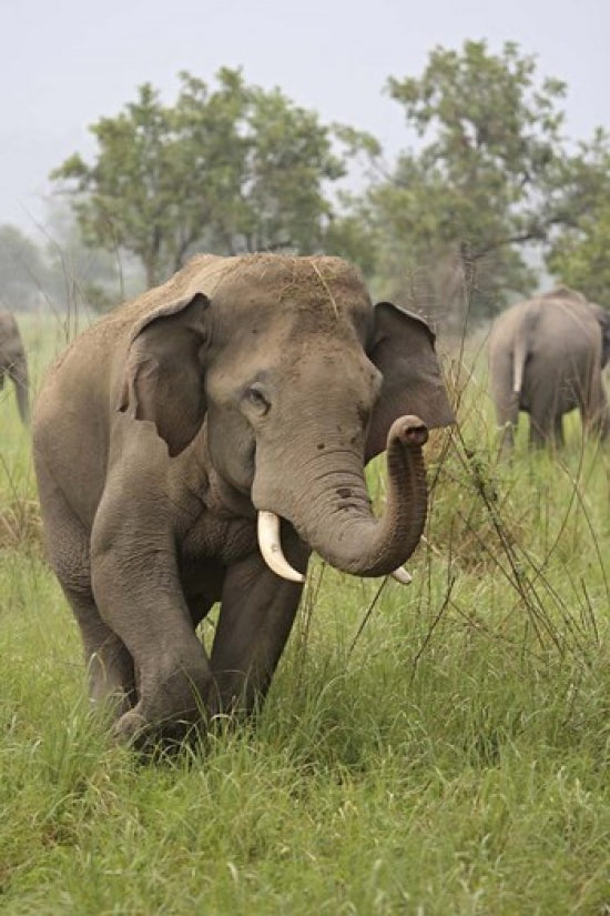 Elephant Greeting Fine Art Print by Jagdeep Rajput, Corbett National Park, Uttaranchal, India.