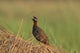 Black Partridge Bird Poster Print from Corbett National Park, India by Jagdeep Rajput