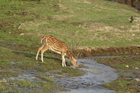 Chital wildlife poster print from Corbett National Park, India featuring a spotted deer.