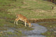 Chital wildlife poster print from Corbett National Park, India featuring a spotted deer.