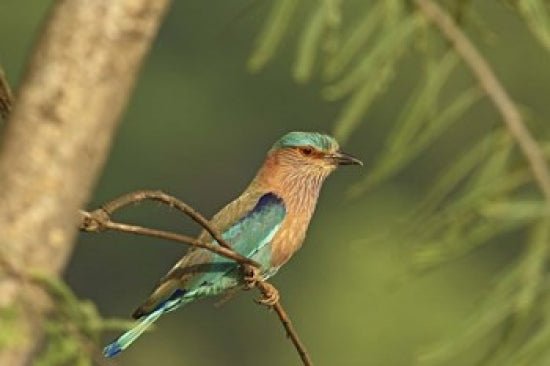 Indian Roller Bird Poster Print by Jagdeep Rajput showcasing vibrant colors and details.