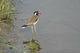 Redwattled Lapwing Bird Poster Print by Jagdeep Rajput from Corbett NP, India