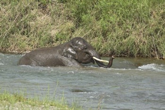 Elephant Taking a Bath in Corbett National Park Poster Print by Jagdeep Rajput