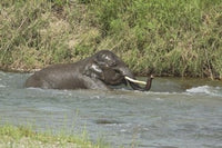 Elephant Taking a Bath in Corbett National Park Poster Print by Jagdeep Rajput
