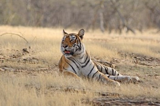 Royal Bengal Tiger resting in India - Poster Print by Jagdeep Rajput