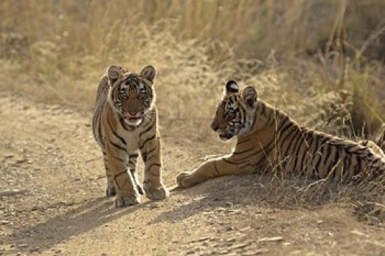 Young Royal Bengal Tiger Poster Print from Ranthambhor National Park, India