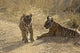 Young Royal Bengal Tiger Poster Print from Ranthambhor National Park, India
