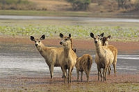 Alert Sanbar Deers in Ranthambhor National Park poster print