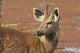 Young Sambar Stag Poster Print from Ranthambhor National Park