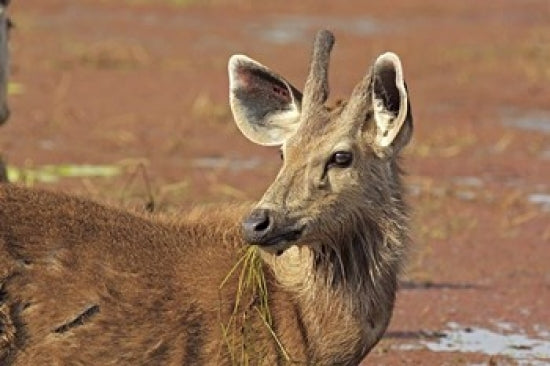 Young Sambar Stag Poster Print from Ranthambhor National Park, India by Jagdeep Rajput.