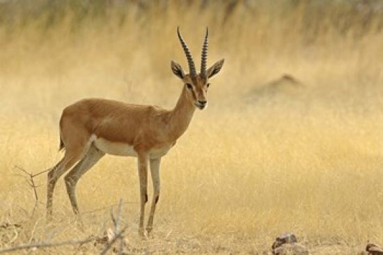 Chinkara wildlife poster print from Ranthambhor National Park by Jagdeep Rajput
