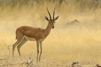 Chinkara wildlife poster print from Ranthambhor National Park by Jagdeep Rajput
